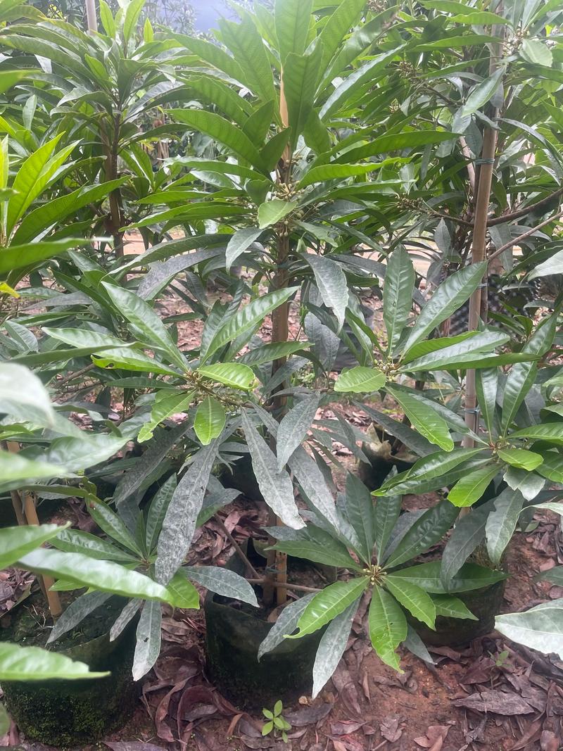 苗木基地动态观”，共话生态新篇章