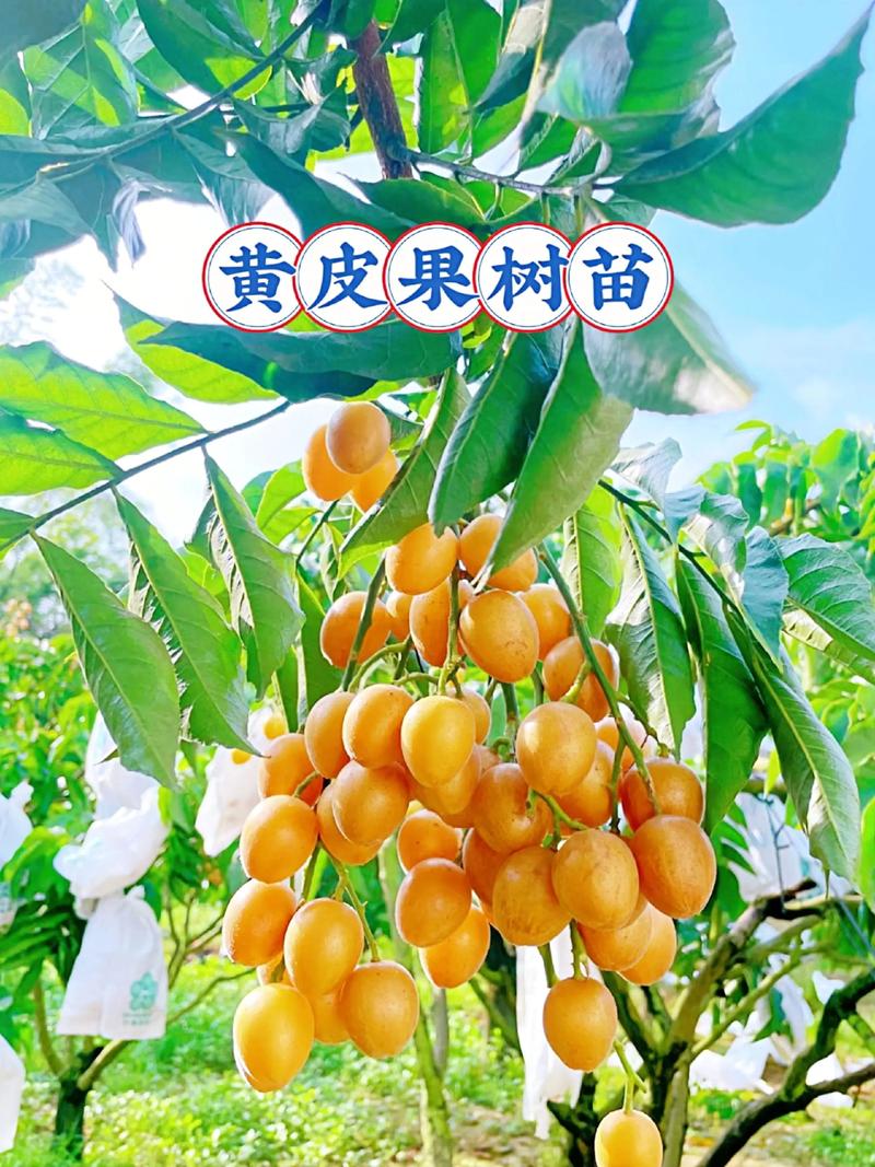 苗木种植合作社在新时代的发展趋势