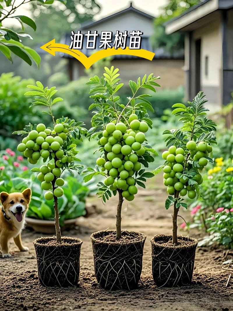 苗木基地：种植绿色希望的摇篮