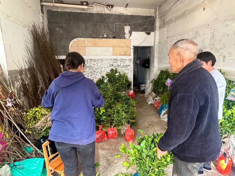 南县苗木产业新风吹拂
