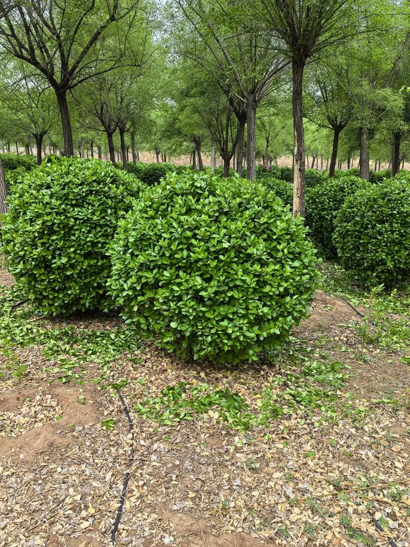 苗木行业：红旭苗木绽放春意